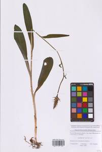 Пальчатокоренник Фукса (Druce) Soó, Восточная Европа, Московская область и Москва (E4a) (Россия)