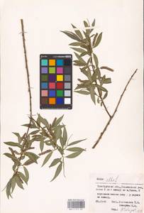 Ива белая, Ветла L., Восточная Европа, Восточный район (E10) (Россия)