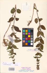 MHA 0 158 480, Mentha × verticillata L., Восточная Европа, Эстония (E2c) (Эстония)