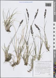 Вейник краснеющий, Сибирь, Дальний Восток (S6) (Россия)