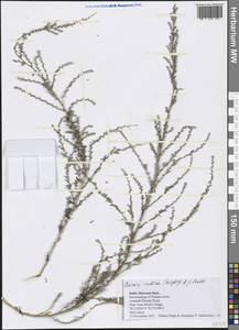 Bassia indica (Wight) A. J. Scott, Зарубежная Азия (ASIA) (Индия)