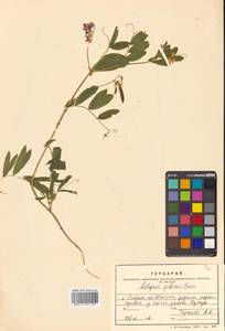 Lathyrus palustris subsp. palustris, Сибирь, Дальний Восток (S6) (Россия)