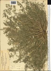 Полевичка малая Host, Восточная Европа, Западно-Украинский район (E13) (Украина)