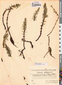 Хвостник обыкновенный, Водяная сосенка L., Сибирь, Чукотка и Камчатка (S7) (Россия)