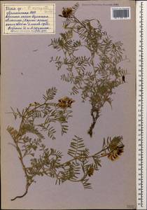 Vicia variegata subsp. variegata, Кавказ, Армения (K5) (Армения)