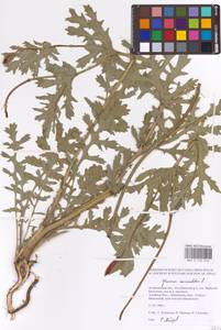 Мачок рогатый (L.) Rudolph, Восточная Европа, Нижневолжский район (E9) (Россия)