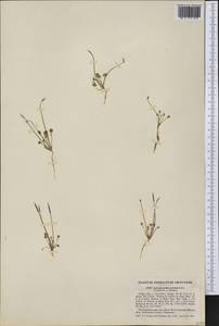 Leavenworthia torulosa A. Gray, Америка (AMER) (США)