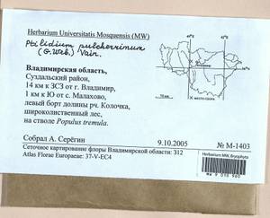 Ptilidium pulcherrimum (Weber) Vain., Гербарий мохообразных, Мхи - Центральное Нечерноземье (B6) (Россия)