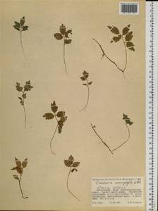 Сердечник крупнолистный Willd., Сибирь, Дальний Восток (S6) (Россия)