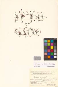 Drosera × obovata Mert. & W.D.J.Koch, Восточная Европа, Северный район (E1) (Россия)