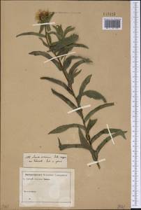 Pentanema salicinum subsp. salicinum, Сибирь и Дальний Восток (без точных местонахождений) (S0) (Россия)