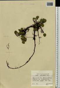 Ива сетчатая L., Восточная Европа, Северный район (E1) (Россия)