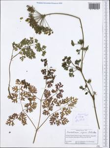 Oreoselinum nigrum Delarbre, Западная Европа (EUR) (Греция)