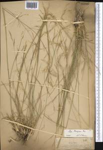 Neotrinia splendens (Trin.) M.Nobis, P.D.Gudkova & A.Nowak, Средняя Азия и Казахстан, Муюнкумы, Прибалхашье и Бетпак-Дала (M9) (Казахстан)