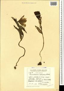 Рябчик широколистный Willd., Кавказ, Грузия (K4) (Грузия)