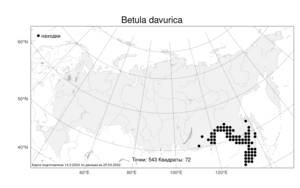 Betula davurica, Береза даурская Pall., Атлас флоры России (FLORUS) (Россия)