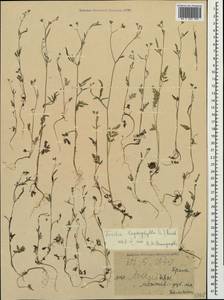 Пупырник тонколистный, Торилис тонколистный (L.) Rchb. fil., Крым (KRYM) (Россия)