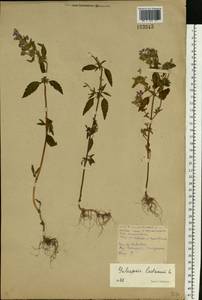 Пикульник ладанниковый L., Восточная Европа, Белоруссия (E3a) (Белоруссия)