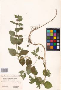MHA 0 158 474, Mentha × verticillata L., Восточная Европа, Литва (E2a) (Литва)