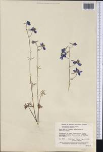 Delphinium bicolor Nutt., Америка (AMER) (Канада)