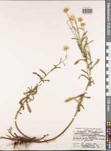 Нивяник обыкновенный, Поповник Lam., Восточная Европа, Центральный район (E4) (Россия)