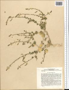 Cleome noeana subsp. noeana, Средняя Азия и Казахстан, Памир и Памиро-Алай (M2) (Таджикистан)