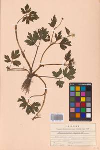 Лютик ползучий L., Восточная Европа, Центральный лесной район (E5) (Россия)