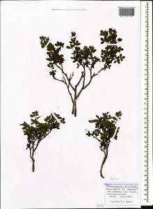 Chamaecytisus triflorus subsp. triflorus, Кавказ, Краснодарский край и Адыгея (K1a) (Россия)