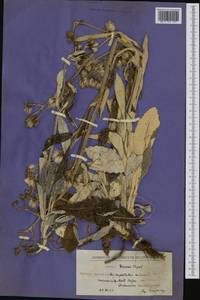 Senecio thapsoides subsp. visianianus (Papaf. ex Vis.) Vandas, Западная Европа (EUR) (Хорватия)