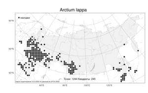Arctium lappa, Лопух большой L., Атлас флоры России (FLORUS) (Россия)