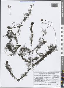 Пузырчатка обыкновенная L., Восточная Европа, Белоруссия (E3a) (Белоруссия)