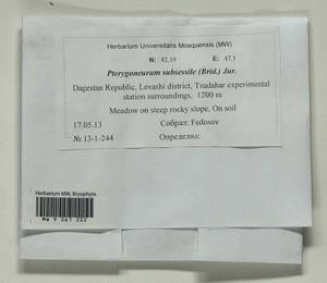 Pterygoneurum subsessile (Brid.) Jur., Гербарий мохообразных, Мхи - Северный Кавказ и Предкавказье (B12) (Россия)