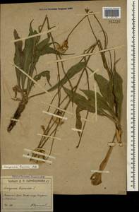 Pseudopodospermum tauricum (M. Bieb.) Vasjukov & Saksonov, Крым (KRYM) (Россия)