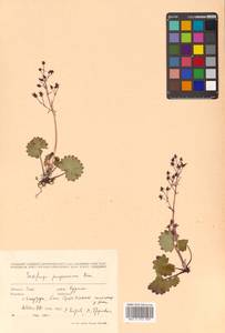 Micranthes nelsoniana var. insularis (Hultén) Gornall & H. Ohba, Сибирь, Дальний Восток (S6) (Россия)