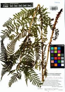 Pseudathyrium alpestre subsp. alpestre, Сибирь, Прибайкалье и Забайкалье (S4) (Россия)