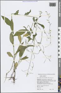 Catolobus pendulus (L.) Al-Shehbaz, Сибирь, Прибайкалье и Забайкалье (S4) (Россия)