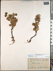 Березка карликовая L., Сибирь, Центральная Сибирь (S3) (Россия)