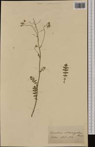 Erucastrum nasturtiifolium (Poir.) O.E. Schulz, Западная Европа (EUR) (Швейцария)