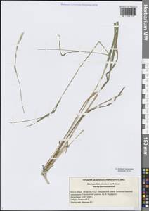 Коротконожка перистая (L.) P.Beauv., Восточная Европа, Средневолжский район (E8) (Россия)