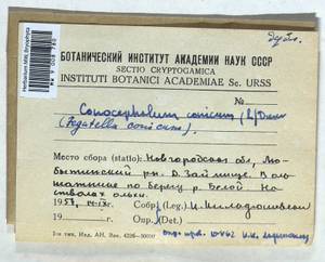 Conocephalum conicum (L.) Dumort., Гербарий мохообразных, Мхи - Новгородская и Псковская области (B5) (Россия)