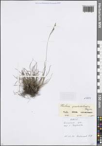 Овсяница ложнодалматская Krajina, Кавказ, Северная Осетия, Ингушетия и Чечня (K1c) (Россия)