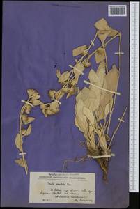 Inula candida, Западная Европа (EUR) (Хорватия)