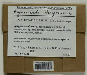 Myuroclada longiramea (Müll. Hal.) Min Li, Y.F. Wang, Ignatov & Huttunen, Гербарий мохообразных, Мхи - Дальний Восток (без Чукотки и Камчатки) (B20) (Россия)
