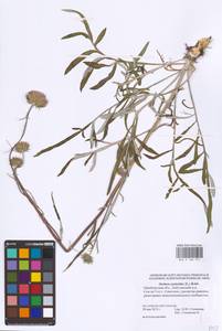 Наголоватка васильковая (L.) Rchb., Восточная Европа, Восточный район (E10) (Россия)