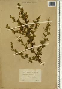 Ononis spinosa subsp. antiquorum (L.)Briq., Зарубежная Азия (ASIA) (Турция)