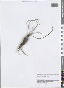 Pseudopodospermum molle (M. Bieb.) Kuth., Крым (KRYM) (Россия)