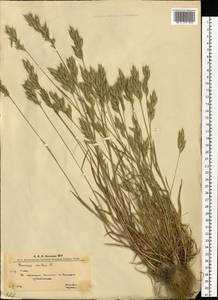 Костер мягкий L., Восточная Европа, Западно-Украинский район (E13) (Украина)