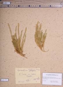 Spinulum annotinum subsp. dubium (Zoëga) J.H.Xue, Chepinoga & K.P.Ma, Сибирь, Алтай и Саяны (S2) (Россия)