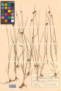 Juncus castaneus subsp. leucochlamys (W. J. Zinger ex V. I. Krecz.) Hultén, Сибирь, Чукотка и Камчатка (S7) (Россия)