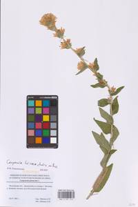 Campanula glomerata subsp. farinosa (Rochel ex Besser) Kirschl., Восточная Европа, Московская область и Москва (E4a) (Россия)